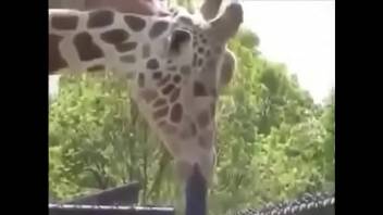 Safadinha Giraffe, Smearing Herself in the Well-Endowed Iron
